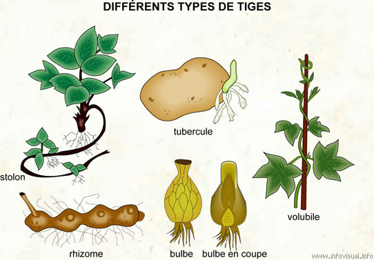 Différents types de tiges
